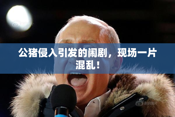 公猪侵入引发的闹剧，现场一片混乱！