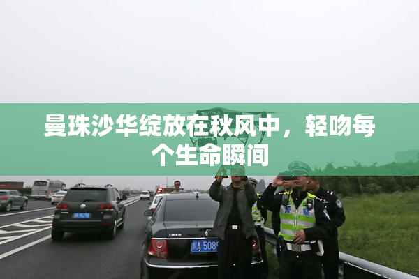 曼珠沙华绽放在秋风中，轻吻每个生命瞬间