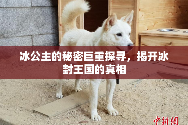 冰公主的秘密巨重探寻，揭开冰封王国的真相