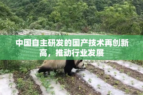 中国自主研发的国产技术再创新高，推动行业发展