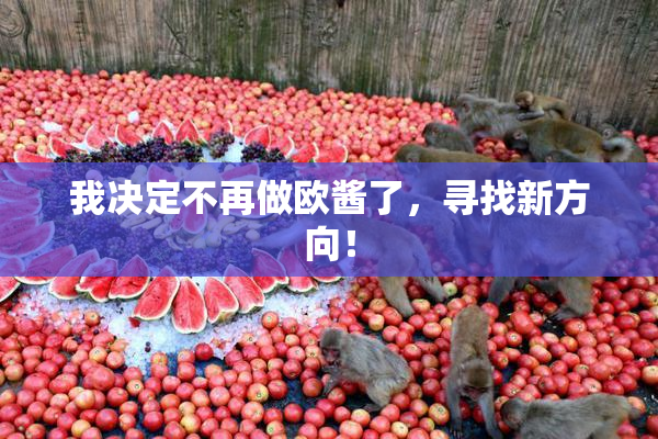 我决定不再做欧酱了，寻找新方向！
