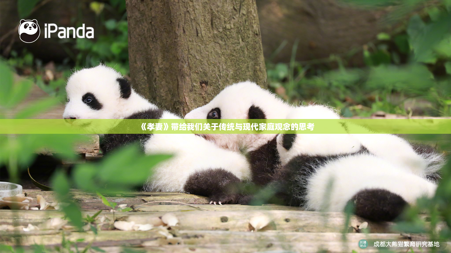 《孝妻》带给我们关于传统与现代家庭观念的思考