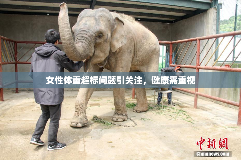女性体重超标问题引关注，健康需重视