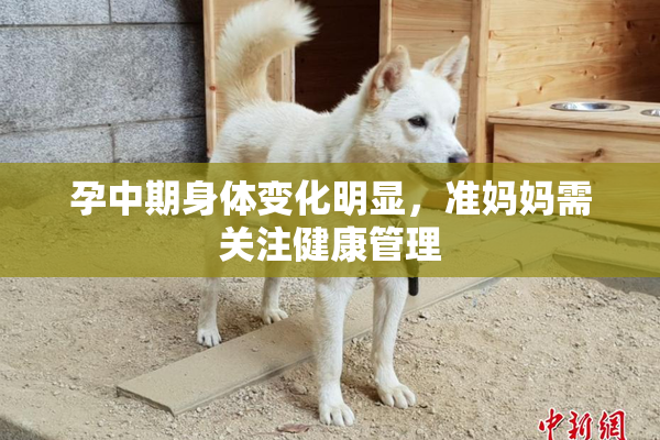 孕中期身体变化明显，准妈妈需关注健康管理