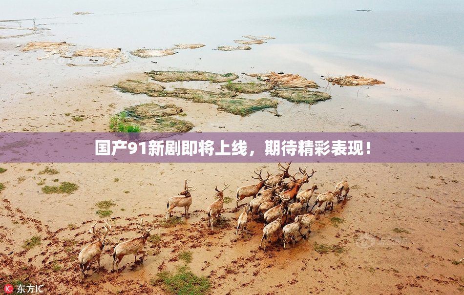 国产91新剧即将上线，期待精彩表现！