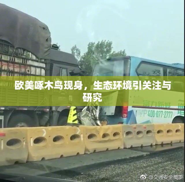 欧美啄木鸟现身，生态环境引关注与研究
