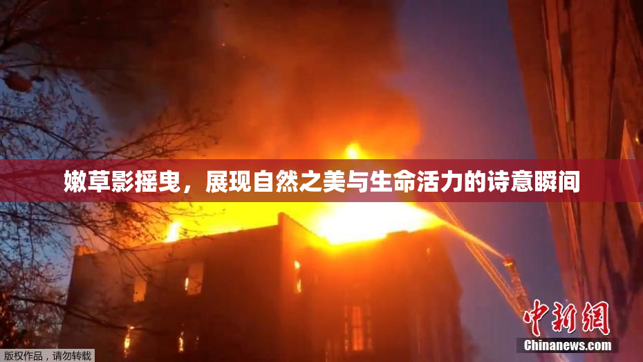 嫩草影摇曳，展现自然之美与生命活力的诗意瞬间