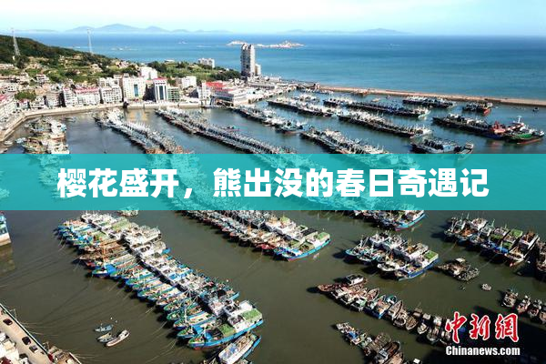 樱花盛开，熊出没的春日奇遇记
