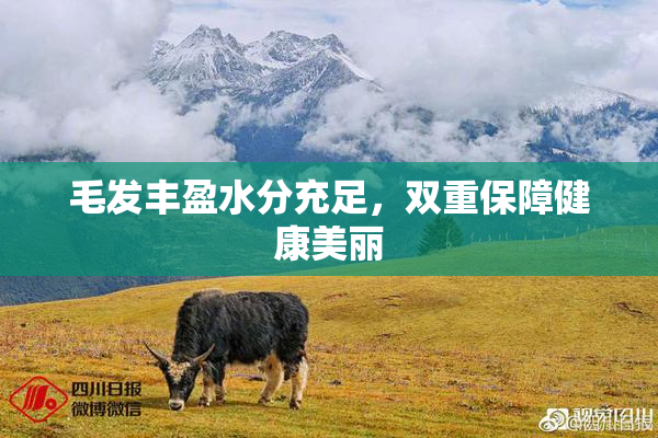 毛发丰盈水分充足，双重保障健康美丽