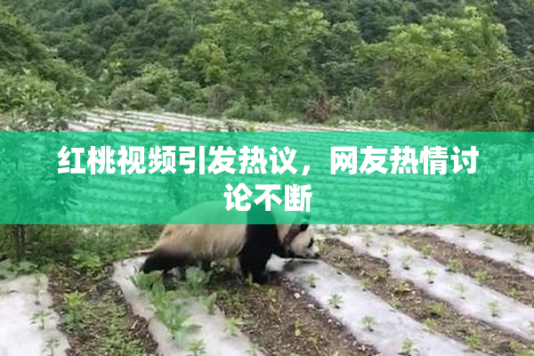 红桃视频引发热议，网友热情讨论不断