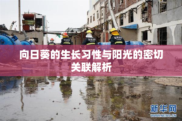 向日葵的生长习性与阳光的密切关联解析