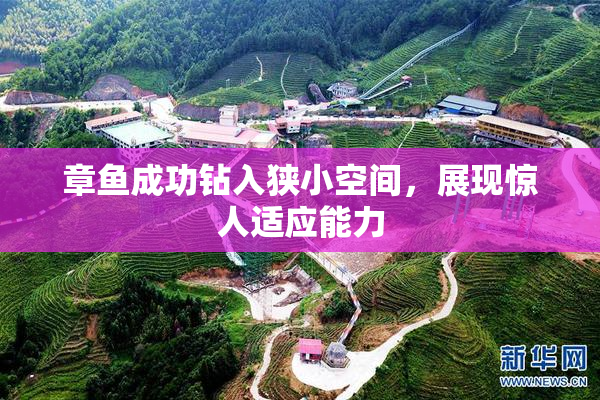 章鱼成功钻入狭小空间，展现惊人适应能力