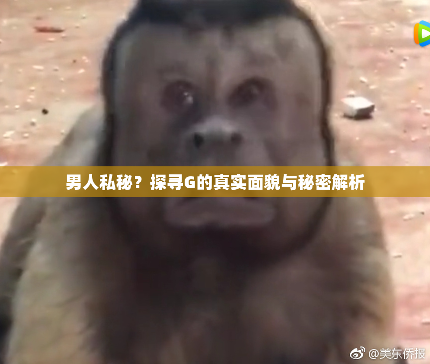 男人私秘？探寻G的真实面貌与秘密解析