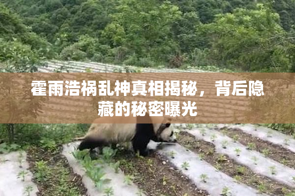 霍雨浩祸乱神真相揭秘，背后隐藏的秘密曝光