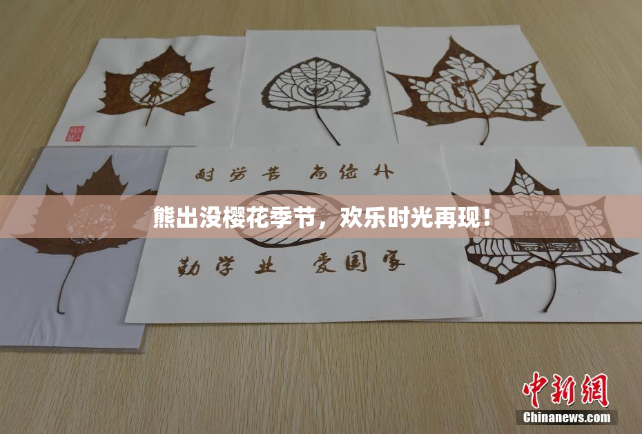 熊出没樱花季节，欢乐时光再现！