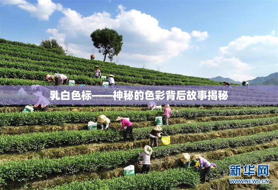 乳白色标——神秘的色彩背后故事揭秘