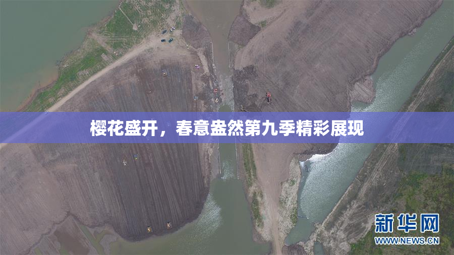 樱花盛开，春意盎然第九季精彩展现