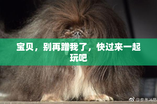 宝贝，别再蹭我了，快过来一起玩吧