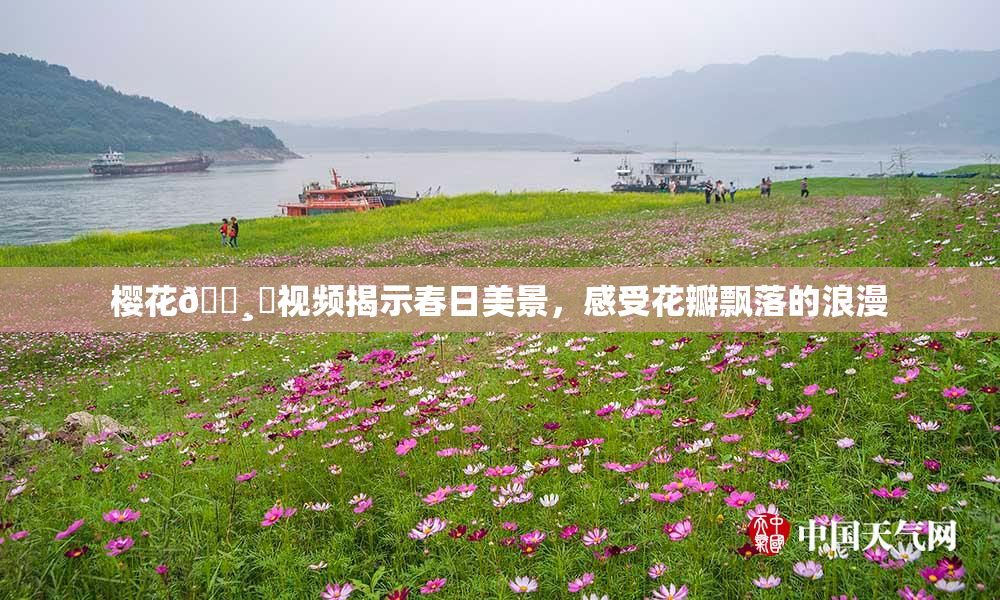樱花🌸‌视频揭示春日美景，感受花瓣飘落的浪漫
