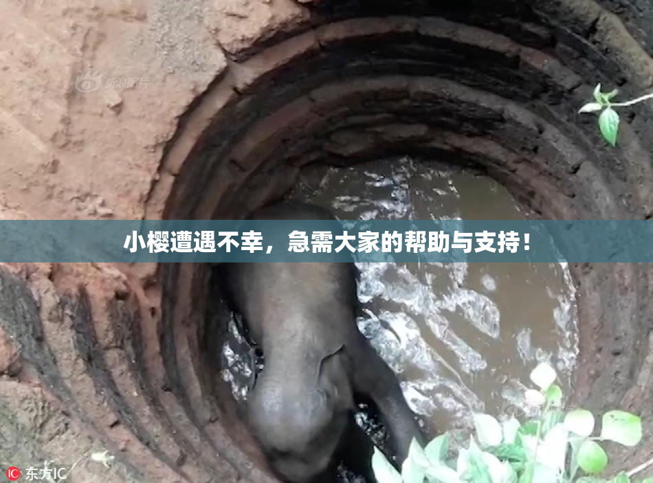 小樱遭遇不幸，急需大家的帮助与支持！