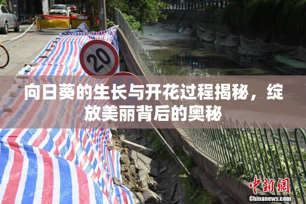 向日葵的生长与开花过程揭秘，绽放美丽背后的奥秘