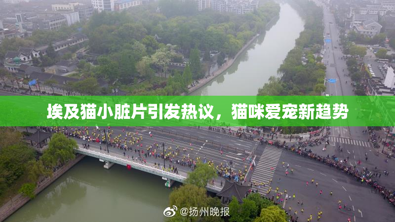 埃及猫小脏片引发热议，猫咪爱宠新趋势