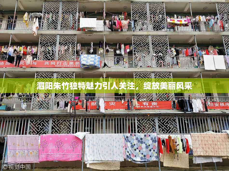 泗阳朱竹独特魅力引人关注，绽放美丽风采