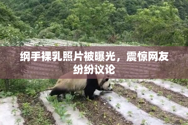 纲手裸乳照片被曝光，震惊网友纷纷议论