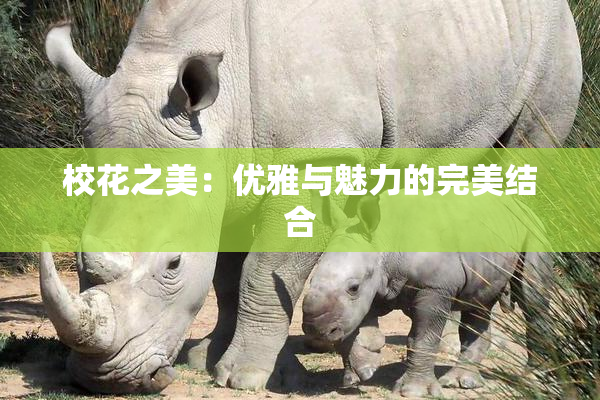 校花之美：优雅与魅力的完美结合