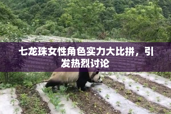 七龙珠女性角色实力大比拼，引发热烈讨论