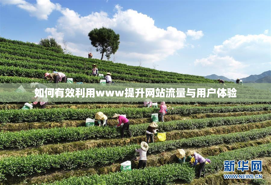 如何有效利用www提升网站流量与用户体验
