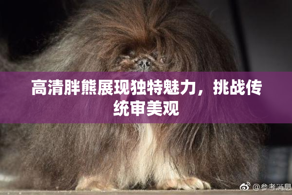 高清胖熊展现独特魅力，挑战传统审美观