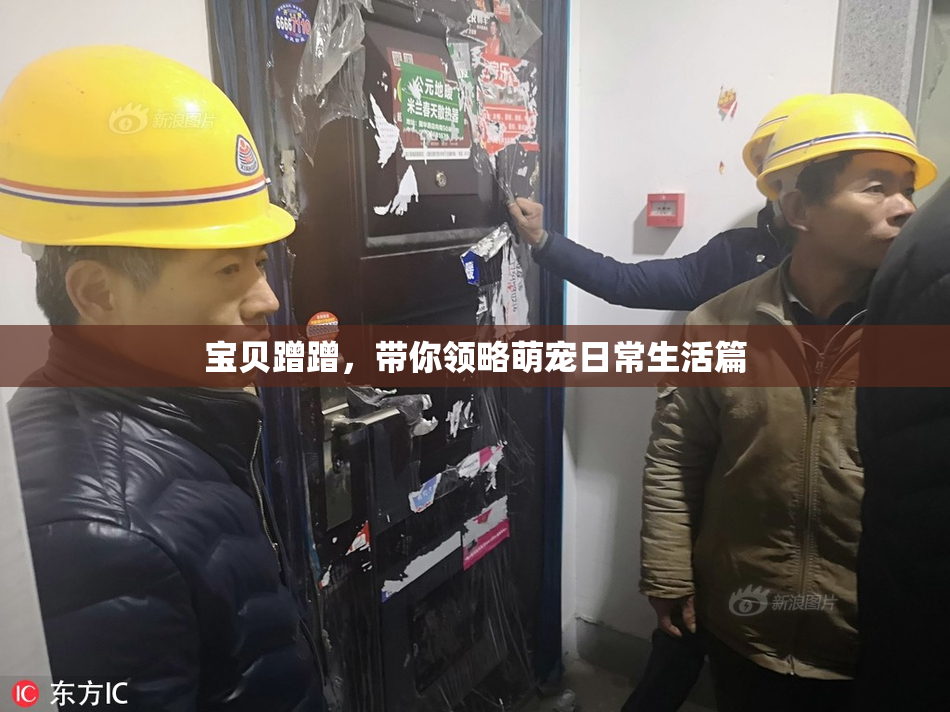 宝贝蹭蹭，带你领略萌宠日常生活篇