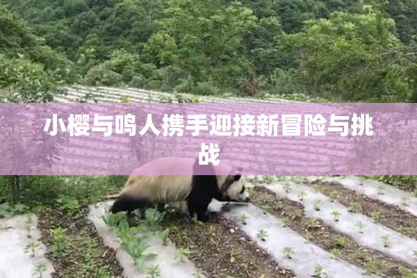 小樱与鸣人携手迎接新冒险与挑战