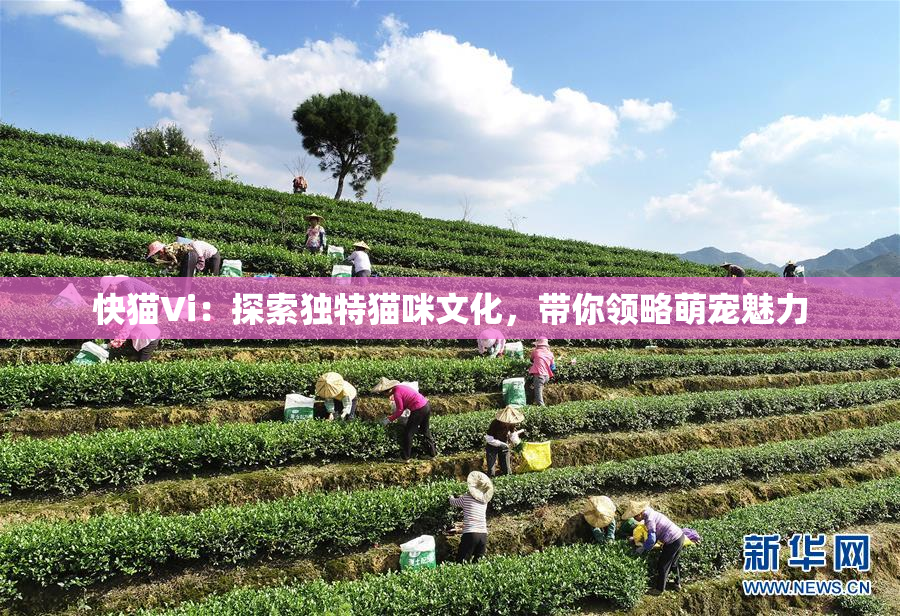 快猫Vi：探索独特猫咪文化，带你领略萌宠魅力