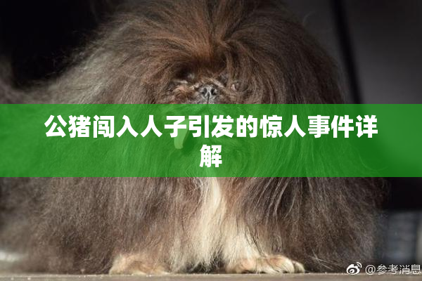 公猪闯入人子引发的惊人事件详解