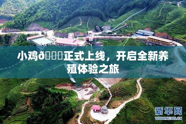 小鸡🐔正式上线，开启全新养殖体验之旅