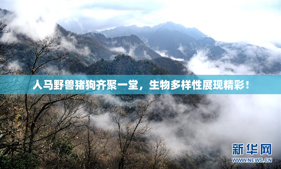 人马野兽猪狗齐聚一堂，生物多样性展现精彩！