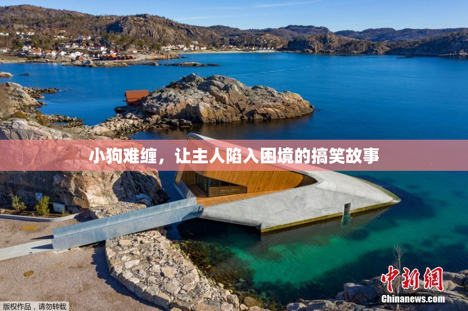 小狗难缠，让主人陷入困境的搞笑故事