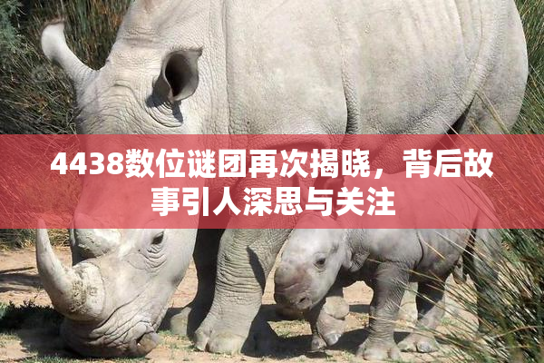 4438数位谜团再次揭晓，背后故事引人深思与关注