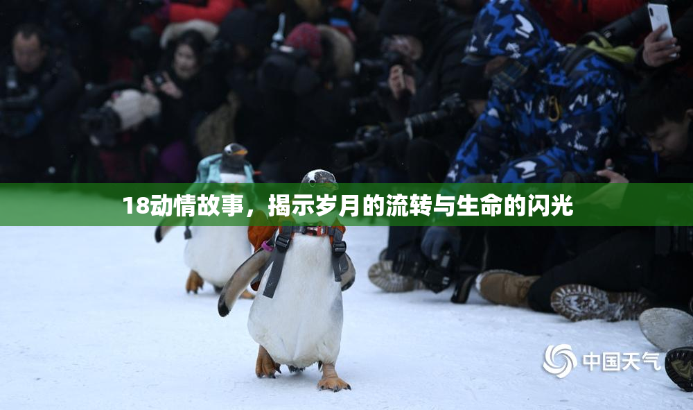 18动情故事，揭示岁月的流转与生命的闪光