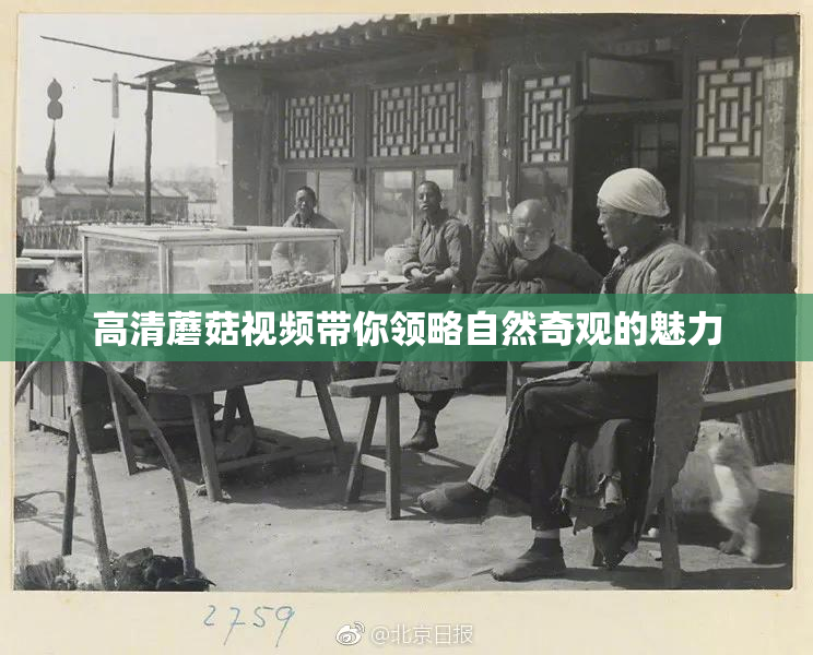 高清蘑菇视频带你领略自然奇观的魅力