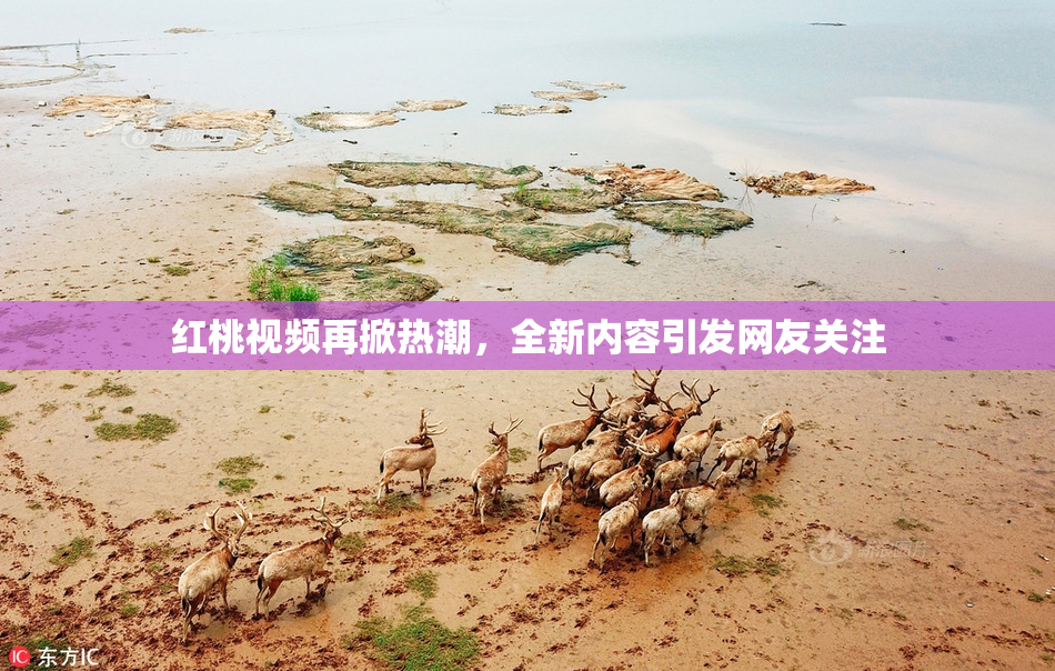 红桃视频再掀热潮，全新内容引发网友关注