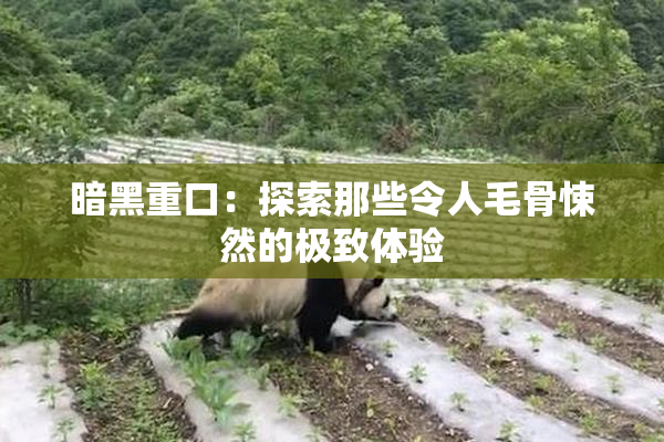 暗黑重口：探索那些令人毛骨悚然的极致体验