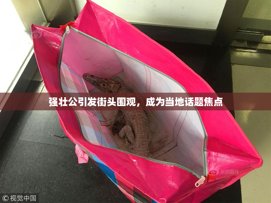 强壮公引发街头围观，成为当地话题焦点