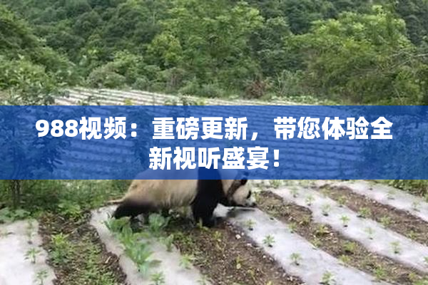 988视频：重磅更新，带您体验全新视听盛宴！