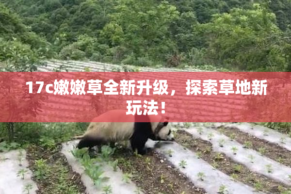 17c嫩嫩草全新升级，探索草地新玩法！