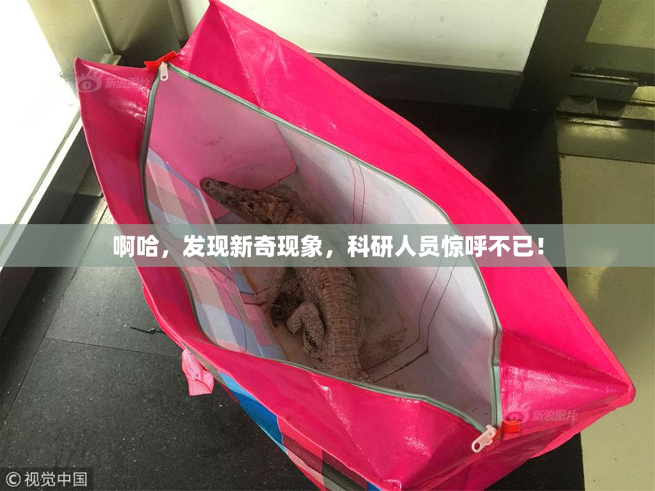 啊哈，发现新奇现象，科研人员惊呼不已！