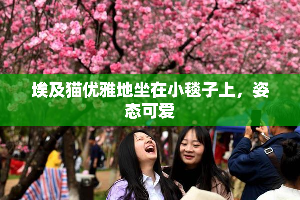 埃及猫优雅地坐在小毯子上，姿态可爱