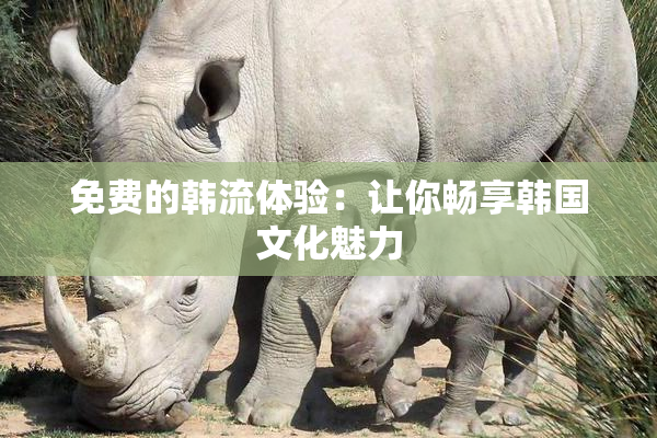 免费的韩流体验：让你畅享韩国文化魅力